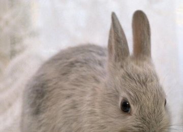 兔子笼怎样才不臭？兔笼清洁有妙招！