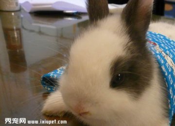 迷你兔有哪些类型？