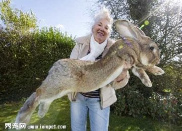 世界上最大的兔子图片，体长超一米！