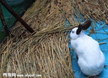英国斑点兔的饲养环境|性情特征|喂养方式|图片