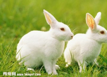 宠物兔的饲养方法有哪些？