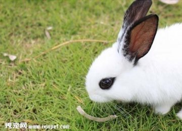 海棠兔的生活习性习性_繁殖_饲养方法【图】