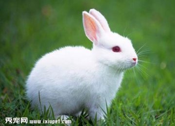 中国白兔外形特征_习性和喂养方式【图】
