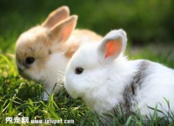 波兰兔饲养方法_特征_习性和疾病防御介绍【图】