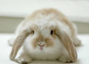 荷兰垂耳兔品种知识简单介绍