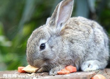 荷兰侏儒兔的生活习性有哪些？