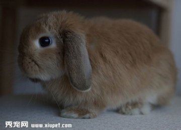宠物兔打喷嚏该怎么办？