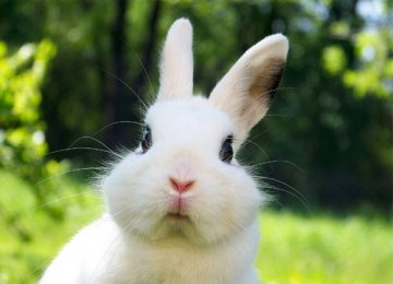 【兔子健康】宠物兔能喂水喝吗？和如何喂养兔子！