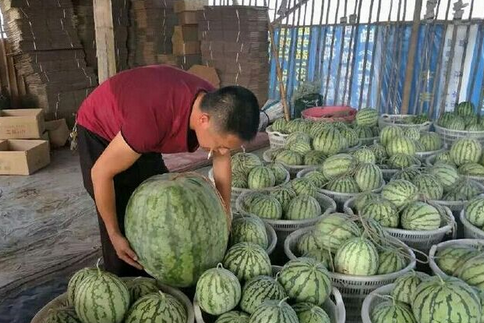 四川一农户种出巨型西瓜，重量达103斤