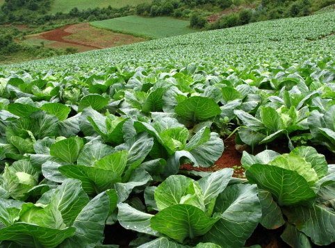 广西贺州大力发展蔬菜种植供应粤港澳市场