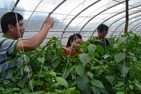 浙江建德市：巧种植大棚一年两茬辣椒，亩收入过万元