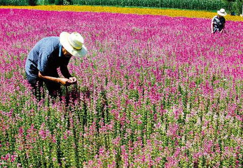 甘肃高台县合黎镇：花卉制种产业成为当地农民增收的新亮点