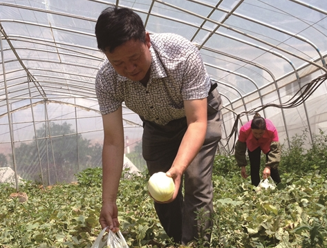 海东市设施农业发展迅猛，种出东北大甜瓜
