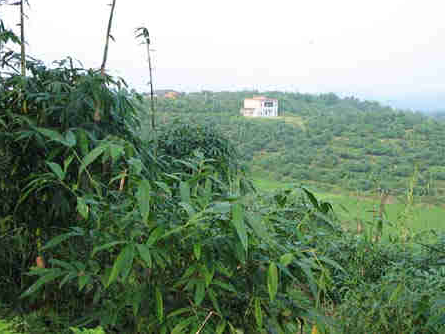 海南定定县领导对定城镇麻竹产业发展进行调研