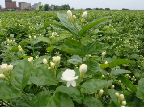 广西横县获得“世界茉莉花和茉莉花茶生产中心”荣誉
