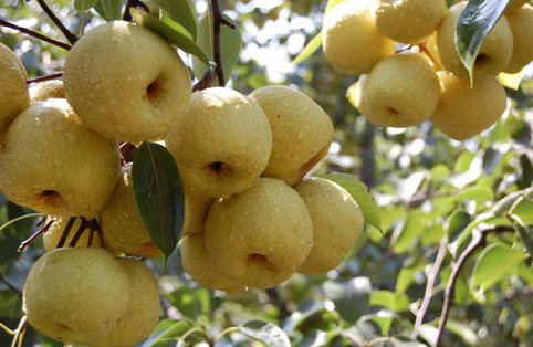 重庆涪陵区邀请专家进行生态梨子现场测产验收