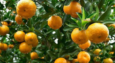 湖南：慈利县象市镇开展“丑橘”种植技术