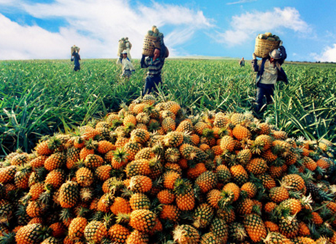 马来西亚计划增加菠萝种植面积扩大出口