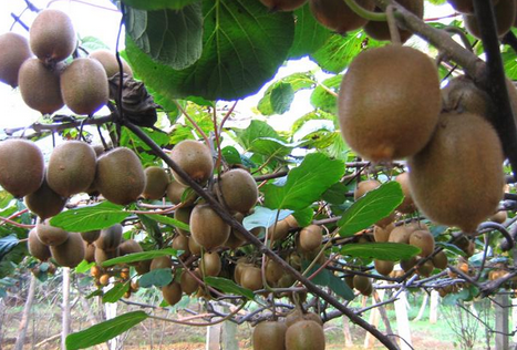 全国首款富锌猕猴桃在重庆种植成功