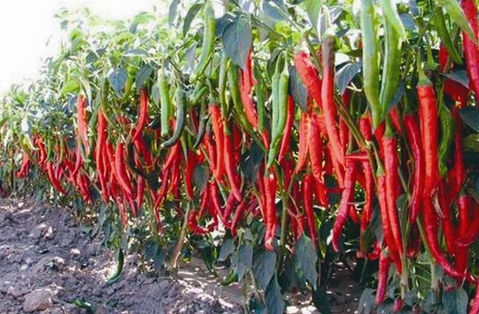 甘肃徽县：积极引导农民发展订单辣椒产业，实现产值960万元