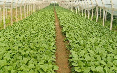武汉新洲3000亩补种蔬菜下周即将上市