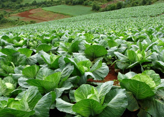 广西：浦北县大成镇成立首家蔬菜种植示范基地