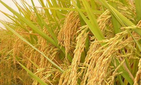 杜邦召开水稻种植精英大会