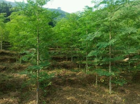 广西柳城县组队外出考察辣木种植项目