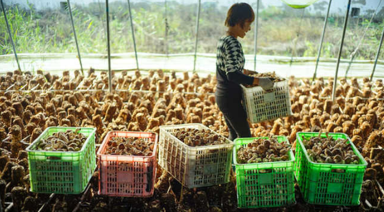 河南西峡县：香菇品牌化战略推动西峡香菇产业迅猛发展