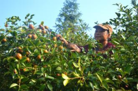 江西进贤县发挥富硒土壤优势，种植8万亩油茶