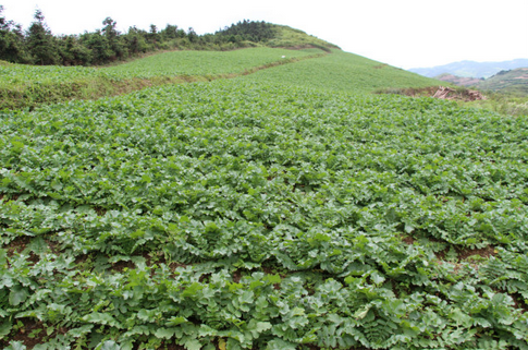 贵州黔西县：地萝卜种植助农增收，亩收入1.2万元