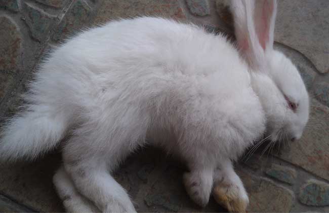 兔子养殖技术：兔球虫病怎么治疗好？
