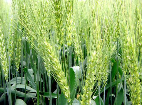 第十七次全国小麦栽培科学学术研讨会举行