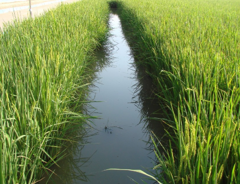 江苏金湖县举办2016年稻田生态种养技术培训和观摩会