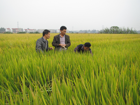 宁夏2016年水稻穴直播突破10万亩