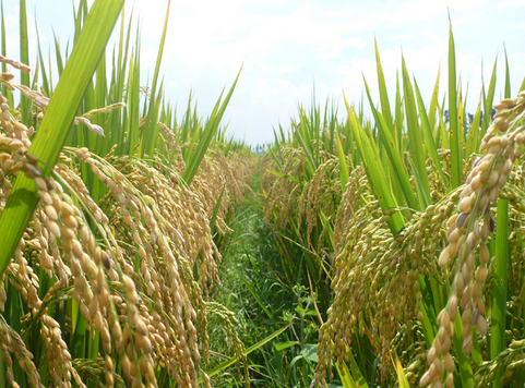 重庆秀山县水稻高产示范片平均亩产达723公斤