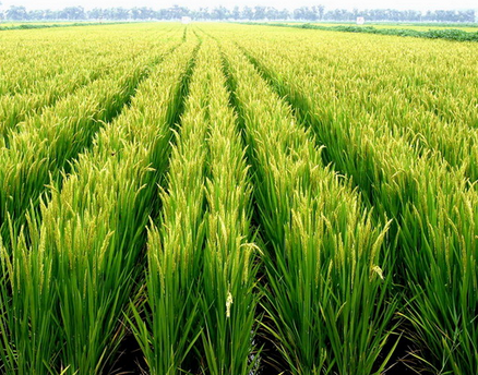 广西凤山县引进越年再生稻试种成功，第一造亩产450公斤