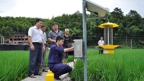 福建南平市：水稻田里装杀虫灯，绿色种植增产增效