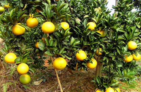 广西梅州：“农眼”监测系统覆盖2000亩优质柚，物联网技术打造生态农业
