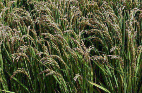 黑龙江：肇州双井村盐碱地上种水稻，促农增收1000万元