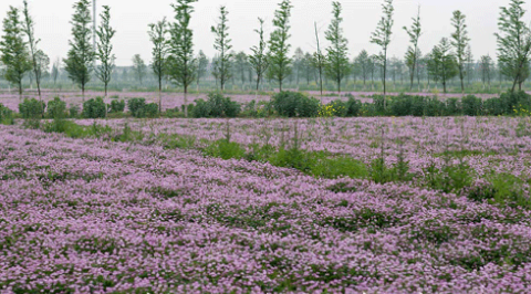 浙江景宁县大力推广绿肥种植，计划达到近1100亩