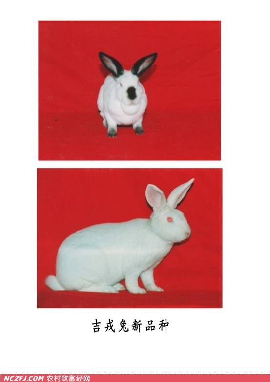 [农广天地]吉戎兔养殖技术