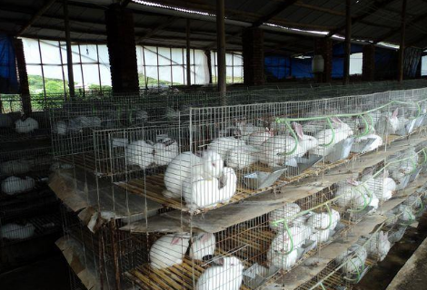 陕西商南县：马蹄店村引导和扶持27户贫困户养殖肉兔600余只