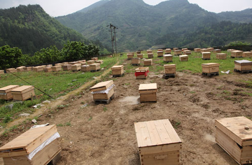陕西：西安长安区举行中蜂养殖技术培训，培训人数达500多人次