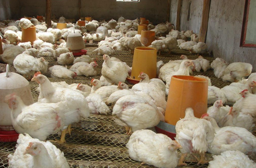 肉鸡怎么养更赚钱？中国肉鸡无抗养殖的可行性分析