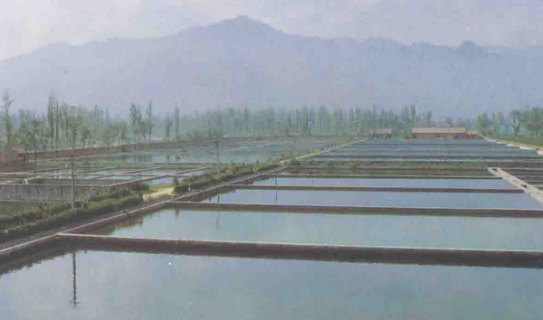 水产养殖专家和客商来甘肃景泰县调研碱水养殖