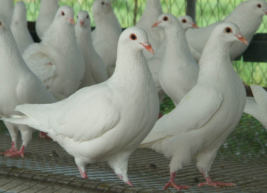 新疆民丰县引进600只肉鸽种鸽，带动村民增收致富