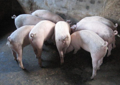 云南弥勒市将建全省最大生猪产业化养殖基地