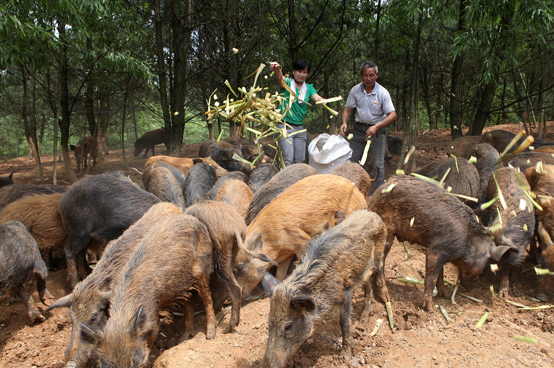 四川旺苍县三企业出资2000万元打造野猪驯养繁殖基地