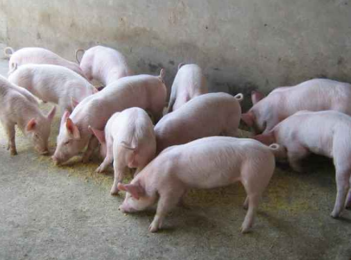 60万头生猪养殖项目成功落户贵州遵义市